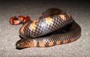 Mudsnake Hwy 51 Tangi St. John.jpg
