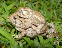 Herps 006 (2)