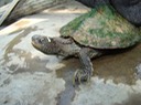 Herps 013