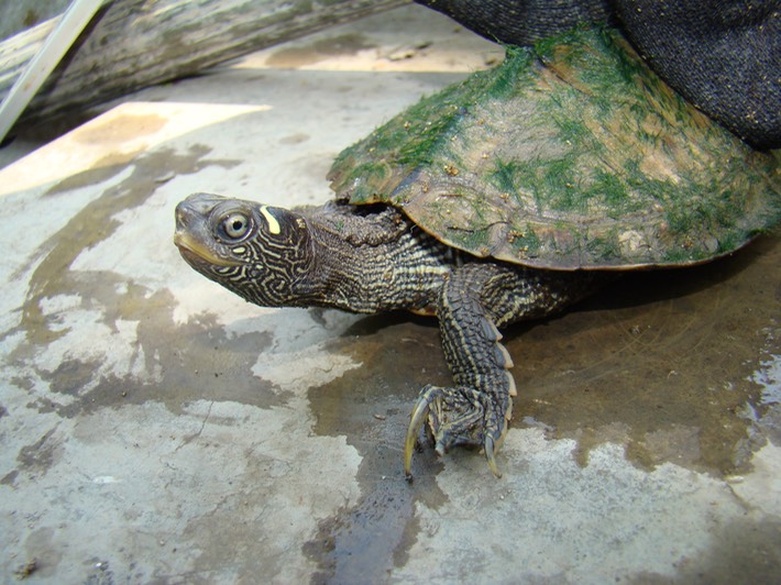 Herps 013