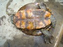 Herps 015