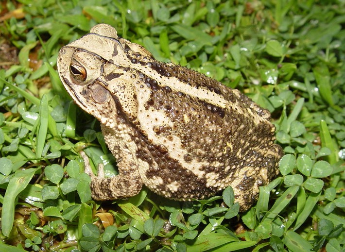Herps 019 (2) Hammond
