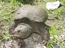 Herps 024