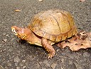 Herps 043 (2)