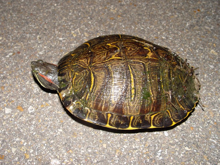 Herps 046 Hwy51