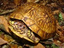 Herps 060