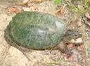 Herps 071