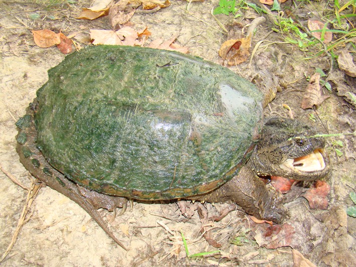 Herps 071