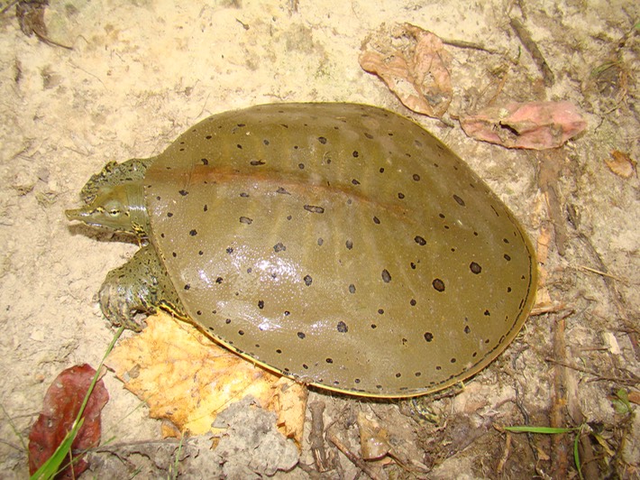 Herps 078