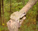 Herps 089 (2) TOTSP