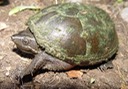 Herps 140