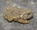 Herps 2005 002 (2)