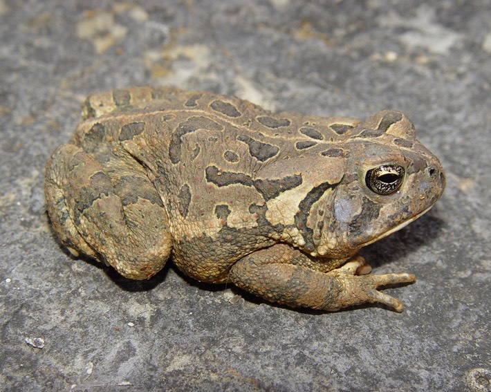 Herps 2005 002 (2)