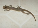 Herps 2005 006