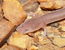 herps 2005 021 GGUL