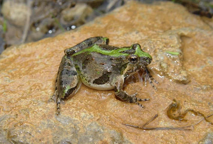 Herps 2005 023 (2)