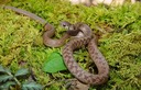 Dekay's Brownsnake 1.jpg