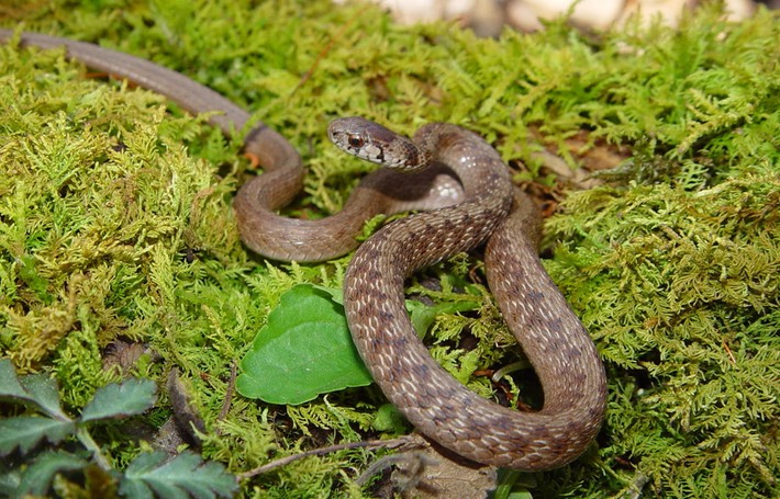 Dekay's Brownsnake 1.jpg