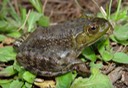 herps 2005 028