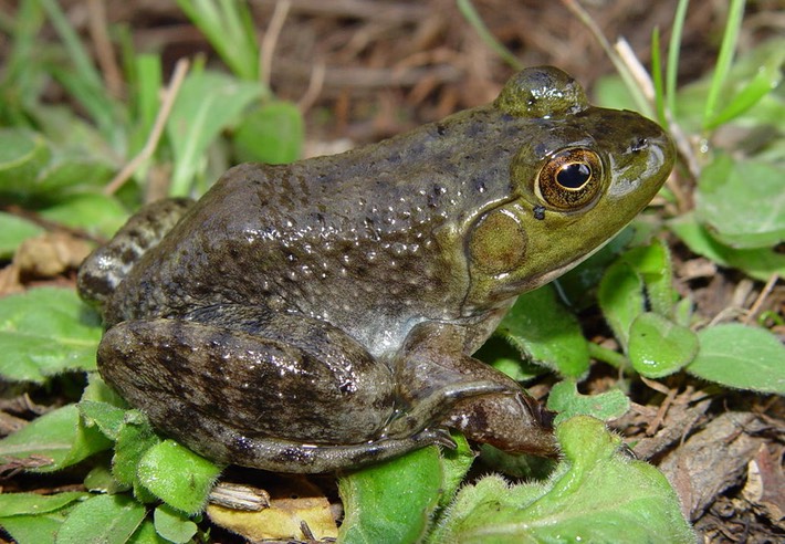 herps 2005 028