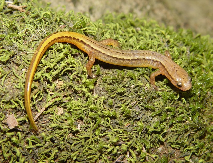 herps 2005 050 Ruth Co ECIR