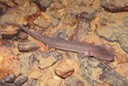 herps 2005 053 GGUL