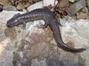 Herps 2005 060