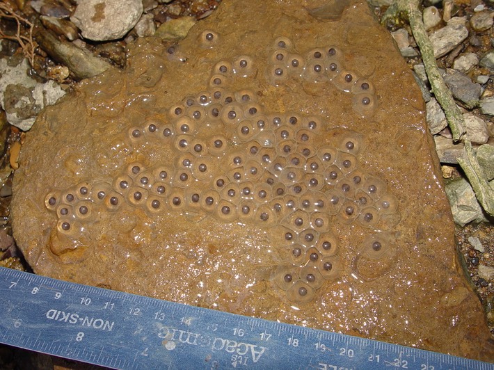 Herps 2005 072