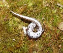 herps 2005 076 (2)