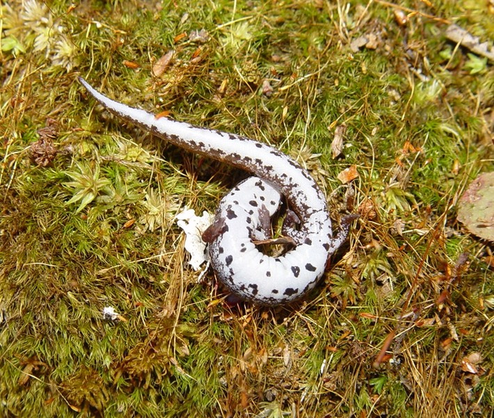 herps 2005 076 (2)