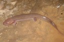 herps 2005 077 GPOR Knox