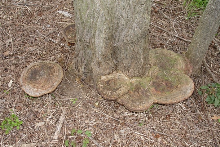 Herps 2005 088 (2)