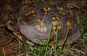 herps 2005 089