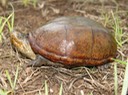 Herps 2005 101