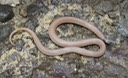 Southeastern Crowned Snake 3.jpg