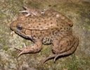 Herps 2005 (112) (2) Normandy