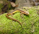 herps 2005 115 Ruth Co. ECIR