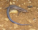 Herps 2005 116 PFAS Flat Rock