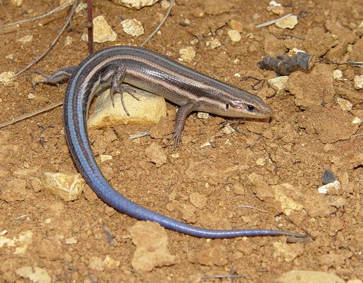 Herps 2005 116 PFAS Flat Rock