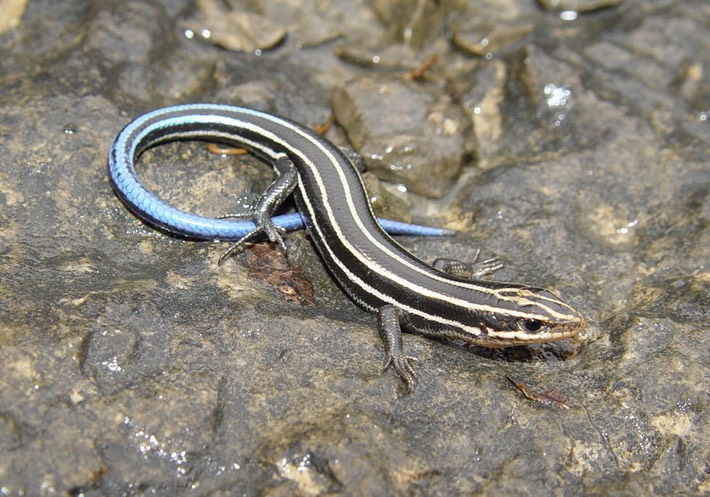 Herps 2005 121 PFAS COL