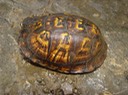 Herps 2005 143