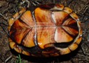 herps 2005 159