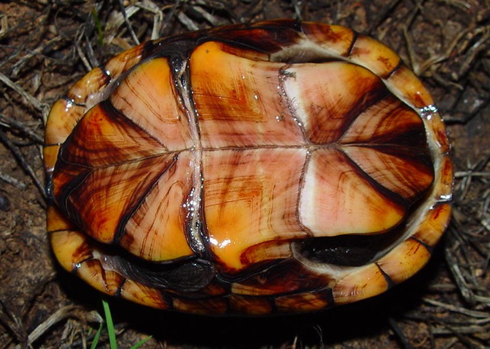 herps 2005 159