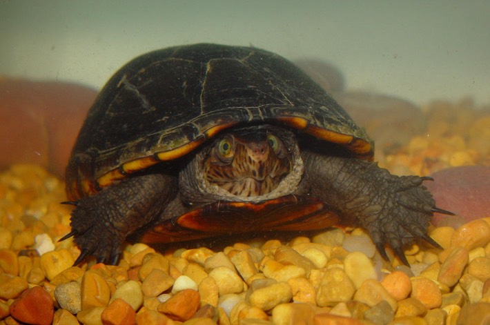 herps 2005 163