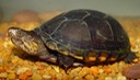 herps 2005 166