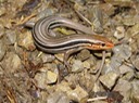 Herps 2005 252 PINE COL