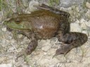 Herps 2005 273 (2) COL