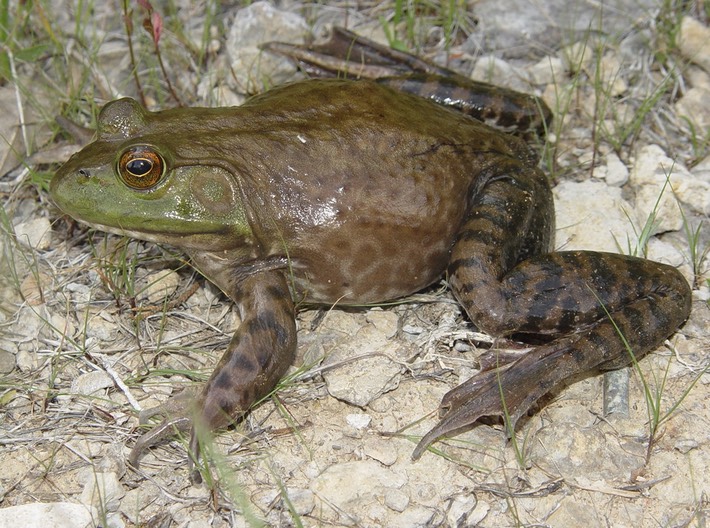 Herps 2005 273 (2) COL