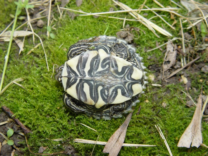 Herps 2005 313