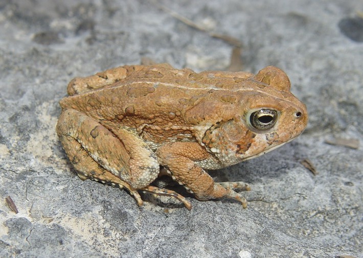 Herps 2005 316 (2)